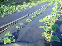 DSC00526.JPG