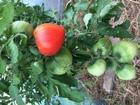 IMG_8064.JPG
