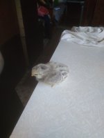 IMG_20170719_114151.jpg