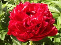 IMG_20130613_123445.jpg