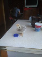 IMG_20170719_115217.jpg