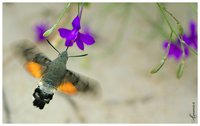Языкан обыкновенный <br />(Macroglossum stellatarum)