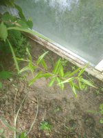 IMG_20170715_092421.jpg