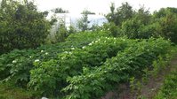 Фото вегетирующих сортов сегодня 20.07.17