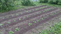 Сорта ( слева -направо) фото 16.07.17<br />1. борозда 10 кл Ред леди, 5 кл.Тимо<br />2. борозда 10 кл. Смак. 5 кл. Зекура<br />3. борозда 10кл. Тулеевский, 8 шт.Гала<br />4. борозда 10 кл. Брянский деликатес, 10 кл. Казачок