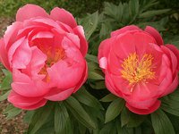 IMG_20130613_210817.jpg
