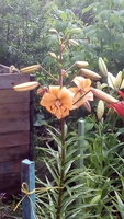 IMG_20170722_120901.jpg