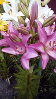 IMG_20170722_120646.jpg