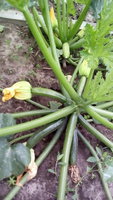 IMG_20170722_192411.jpg