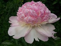 IMG_20130614_125758.jpg