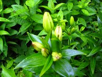 IMG_3652.JPG