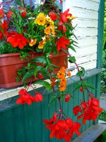 IMG_3669.JPG