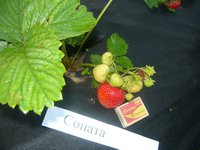 Это еще крупная Соната, а так - много сладкой мелочи.