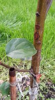 20170725_205233а.jpg