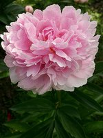IMG_20130615_105927.jpg
