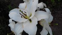 20170726_195209.jpg
