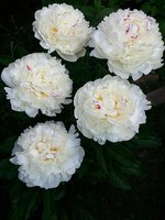 IMG_20130615_110016.jpg