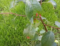 20170725_205516 для форума.jpg