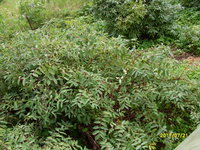 SDC13716.JPG