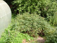 SDC13718.JPG
