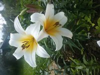 20170722_131246.jpg