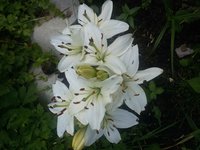 А эти азиаточки второй год у меня....кучненько цветут) Высота всего 15 см. Миниатюрные) Может кто знает , как и зовут???!!!!!