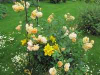 Crown Princess Margaretha