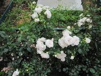 Aspirin Rose