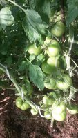 20170728_080435.jpg