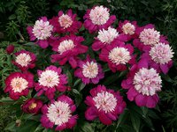 IMG_20130615_140720.jpg
