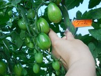 Braune Kirshe