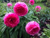Rose Heart