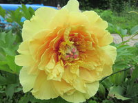 GARDEN TREASURE ИТО (16) посадка октябрь 2015   первое цветение.JPG