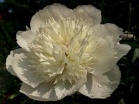 IMG_20130615_185000.jpg