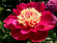 IMG_20130615_185049.jpg