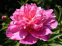 IMG_20130615_185137.jpg