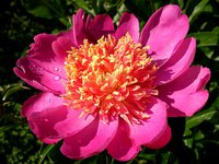 IMG_20130615_185203.jpg