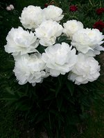 IMG_20130615_211137.jpg