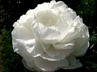 IMG_20130615_211159.jpg
