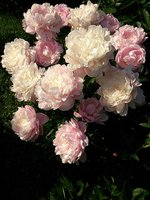 IMG_20130615_211403.jpg