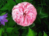 IMG_3710.JPG