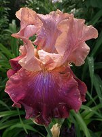 IMG_20130616_103829.jpg
