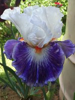 IMG_20130616_122000.jpg