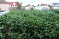 IMG_8579.jpg