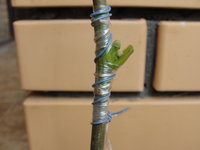 DSC05181.JPG