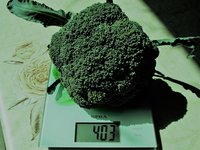 DSCF5392 (2).JPG