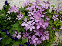 DSCF5376.JPG