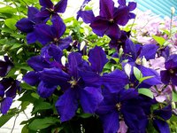 DSCF5374 (2).JPG
