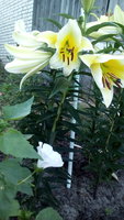 IMG_20170806_073443.jpg