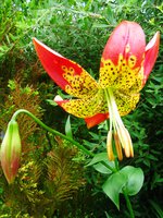 IMG_3773-1.jpg